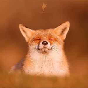 Meet your Posher, Roxane